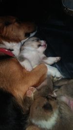 High angle view of dog relaxing on sofa