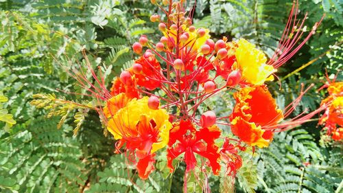 Close-up of yellow flowers