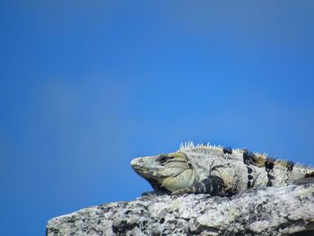 Close-up of lizard on rock against clear blue sky