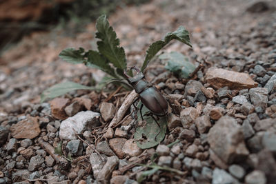 Close-up of dead plant on rock