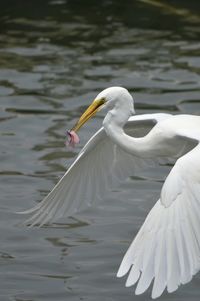 Bird flying over lake