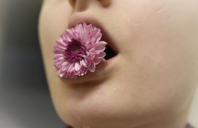 Close-up of pink flower