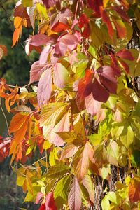 Close-up of orange leaves on tree during autumn