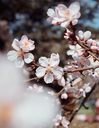 Close-up of cherry blossoms in spring