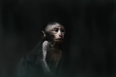 Close-up portrait of monkey