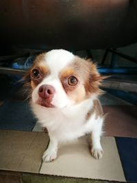 Close-up portrait of dog sitting