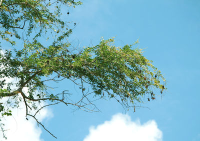 Low angle view of tree against sky