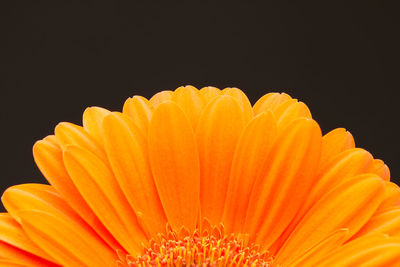 Close-up of orange daisy against black background