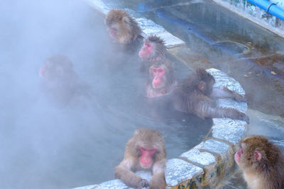 Monkeys in water