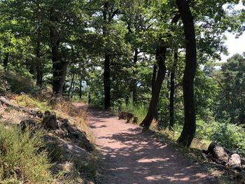 Footpath amidst trees in forest