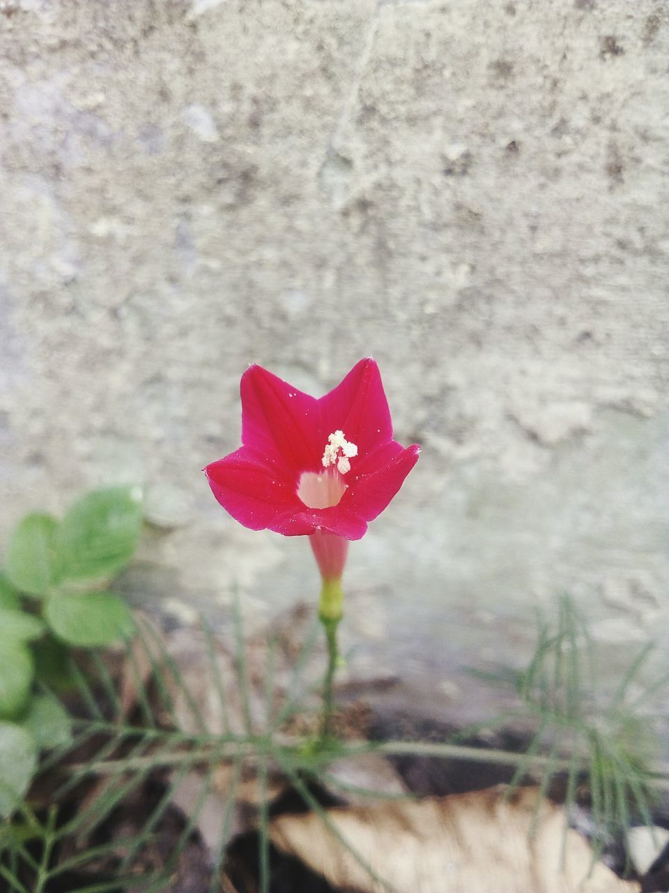 CLOSE-UP OF RED FLOWER ON LAND