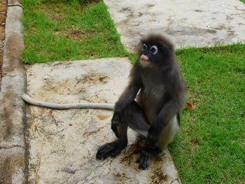 Portrait of monkey sitting on plant outdoors