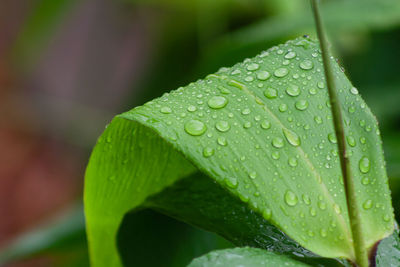 Close-up of wet plant leaves