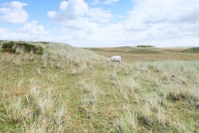 Scenic view of grassy field against cloudy sky