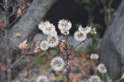 Close-up of wilted flowers on field