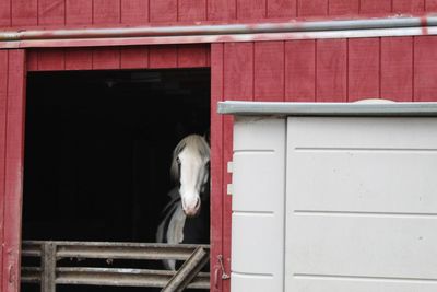 Horse looking over a fence out of a barn
