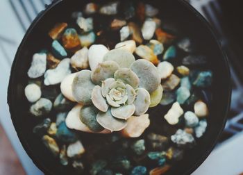 High angle view of dessert in bowl