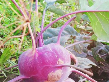 Close-up of plants