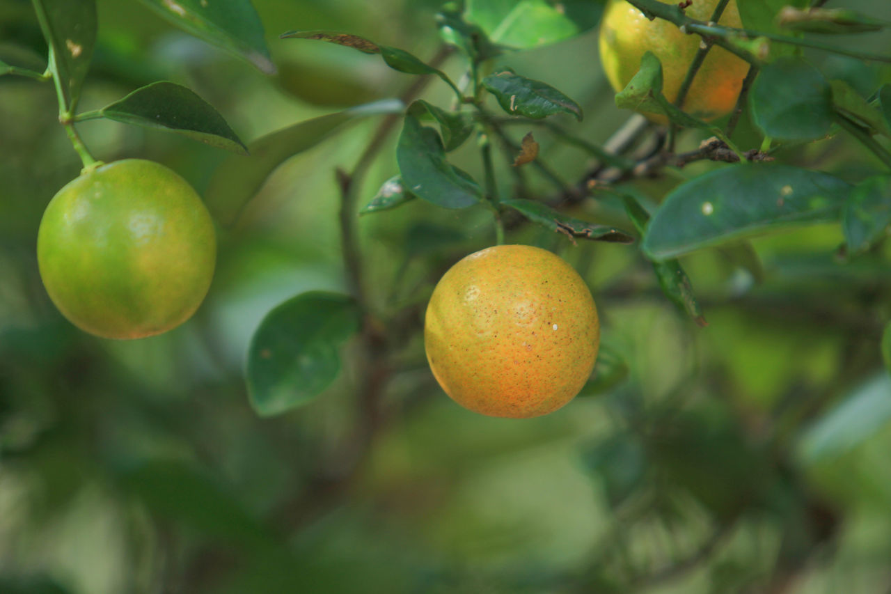 fruit, healthy eating, food and drink, food, freshness, growth, tree, leaf, wellbeing, plant, plant part, green color, citrus fruit, fruit tree, close-up, no people, nature, beauty in nature, focus on foreground, day, orange, outdoors, ripe