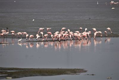 A flock of lesser flamingos, seuri mud-flat, mumbai, india