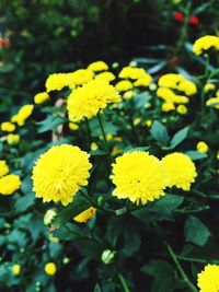 Close-up of yellow flowers blooming outdoors