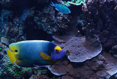 Close-up of blueface angelfish swimming