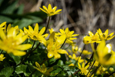 Close-up of yellow flowering plant