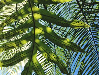 Close-up of palm tree in greenhouse