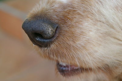 Close-up portrait of horse