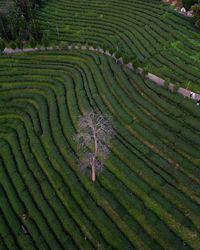 agriculture