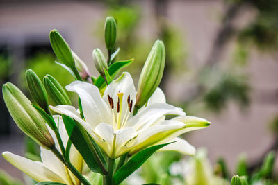 Close-up of white flowering plant