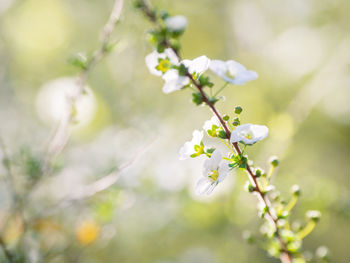 Blooming cherry tree. beautiful white flowers on green natural background. sunny spring day.