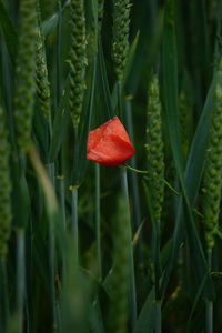 Close-up of plant