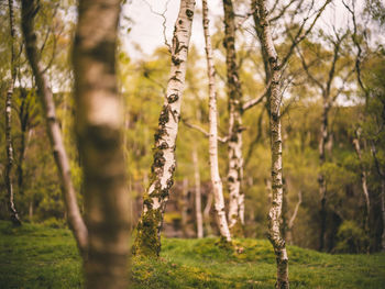 Trees in forest