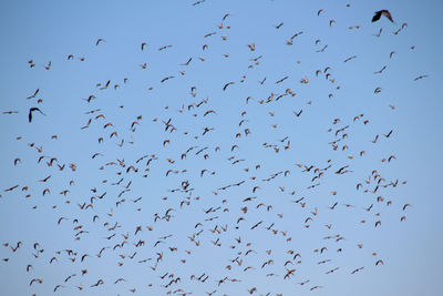 Low angle view of silhouette birds flying against clear sky