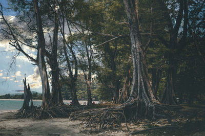 Trees in forest