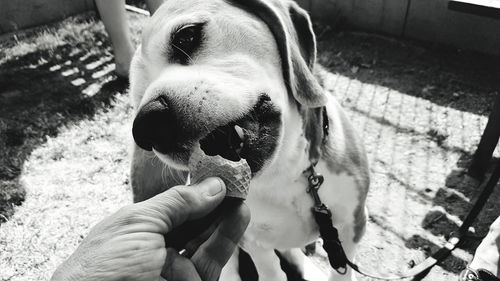 Close-up of hand holding dog