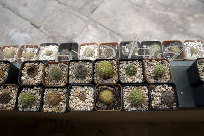 High angle view of stone and plants in row