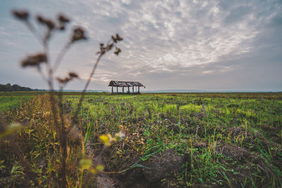 Plants growing on field against sky