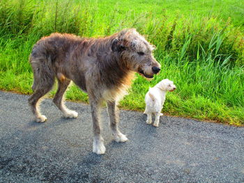 View of two dogs on road