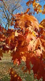 Close-up of maple tree in autumn