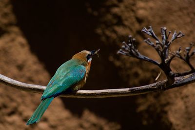Close-up of bird perching on branch