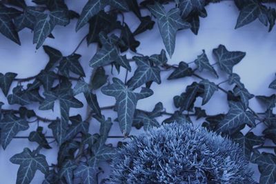 Close-up of frozen plant during winter