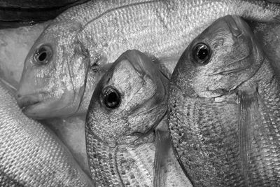 Close-up of fish for sale