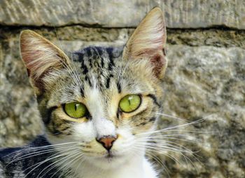 Close-up portrait of a cat