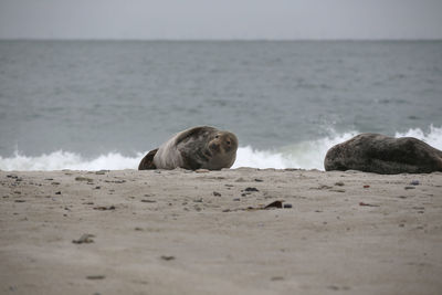 2009 - seals on the beach,views from helgoland at autumn