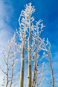 Low angle view of tree against sky