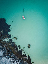 High angle view of jellyfish in sea