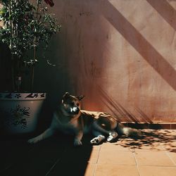 Dog relaxing outdoors