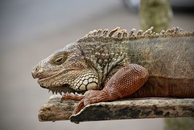 Close-up of a lizard